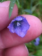 Linum usitatissimum