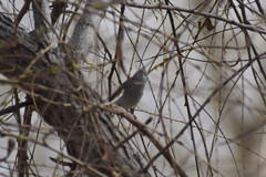 Polioptila