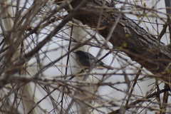 Polioptila