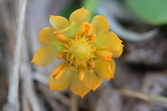 Polygala lutea