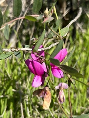 Lathyrus vestitus alefeldii