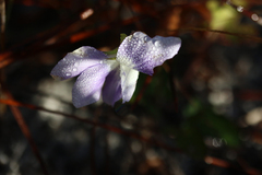 Viola septemloba