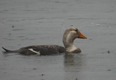 Tachyeres patachonicus