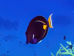 Acanthurus achilles