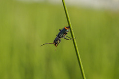 Clanoptilus geniculatus