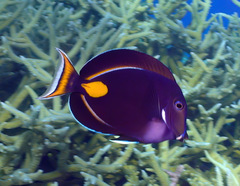 Acanthurus achilles