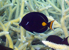 Acanthurus achilles
