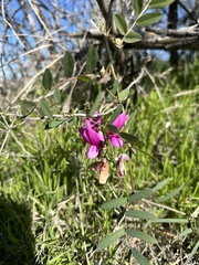 Lathyrus vestitus alefeldii