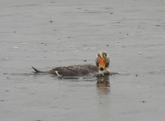 Tachyeres patachonicus