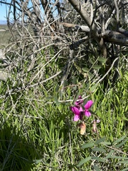 Lathyrus vestitus alefeldii