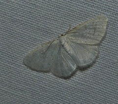 Protitame virginalis