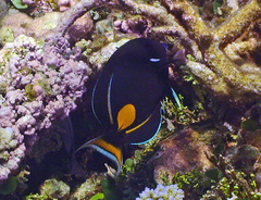 Acanthurus achilles