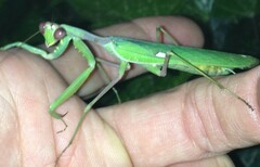 Sphodromantis viridis