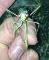 Sphodromantis viridis