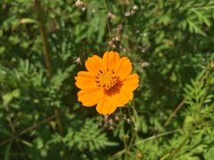 Cosmos sulphureus