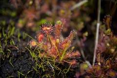 Drosera rotundifolia