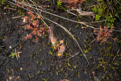 Drosera rotundifolia