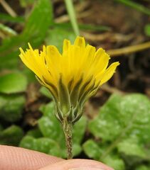 Crepis sancta