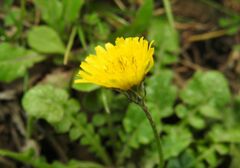 Crepis sancta