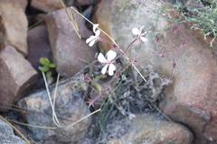 Pelargonium pinnatum