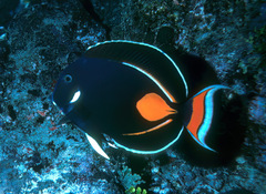 Acanthurus achilles