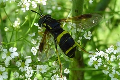 Chrysotoxum bicinctum