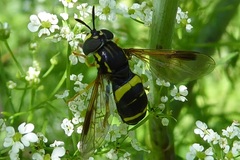Chrysotoxum bicinctum