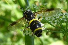 Chrysotoxum bicinctum