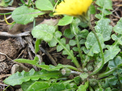 Crepis sancta