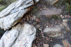 Pelargonium pinnatum