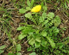 Crepis sancta