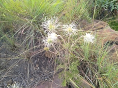 Clematis villosa