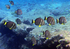 Acanthurus guttatus