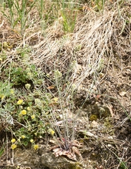 Arabidopsis thaliana