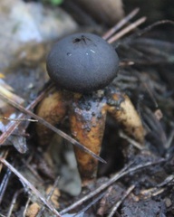 Geastrum fornicatum