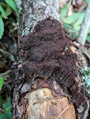 Porodaedalea cancriformans