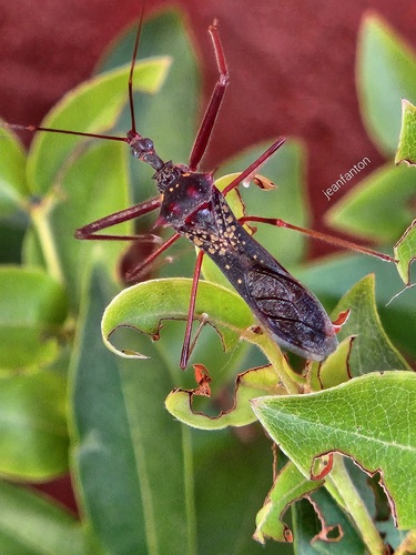 Heza binotata