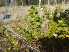 Larrea nitida