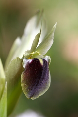 Iris tuberosa