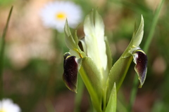 Iris tuberosa
