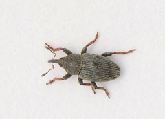 Tychius picirostris