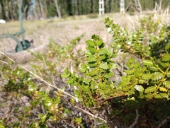 Larrea nitida