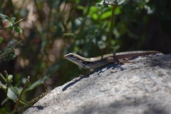 Leiocephalus macropus
