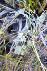 Pelargonium tabulare