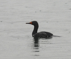 Leucocarbo magellanicus