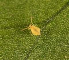 Deuterosminthurus pallipes