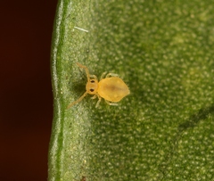 Deuterosminthurus pallipes