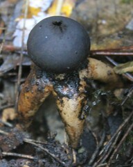 Geastrum fornicatum
