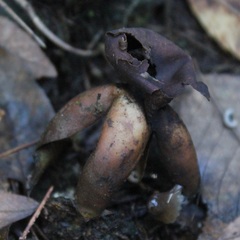 Geastrum fornicatum
