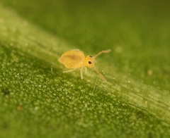 Deuterosminthurus pallipes